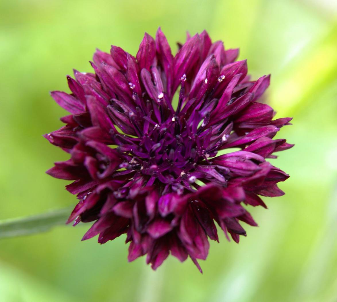 Black Ball Cornflower by Katherine Burrows Black Ball Cornflower