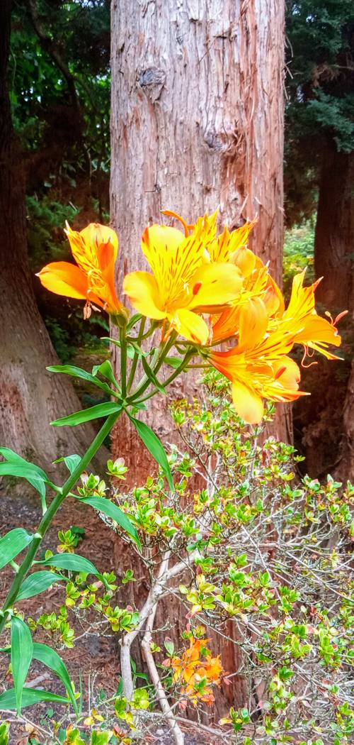 Lilies in the Forrest