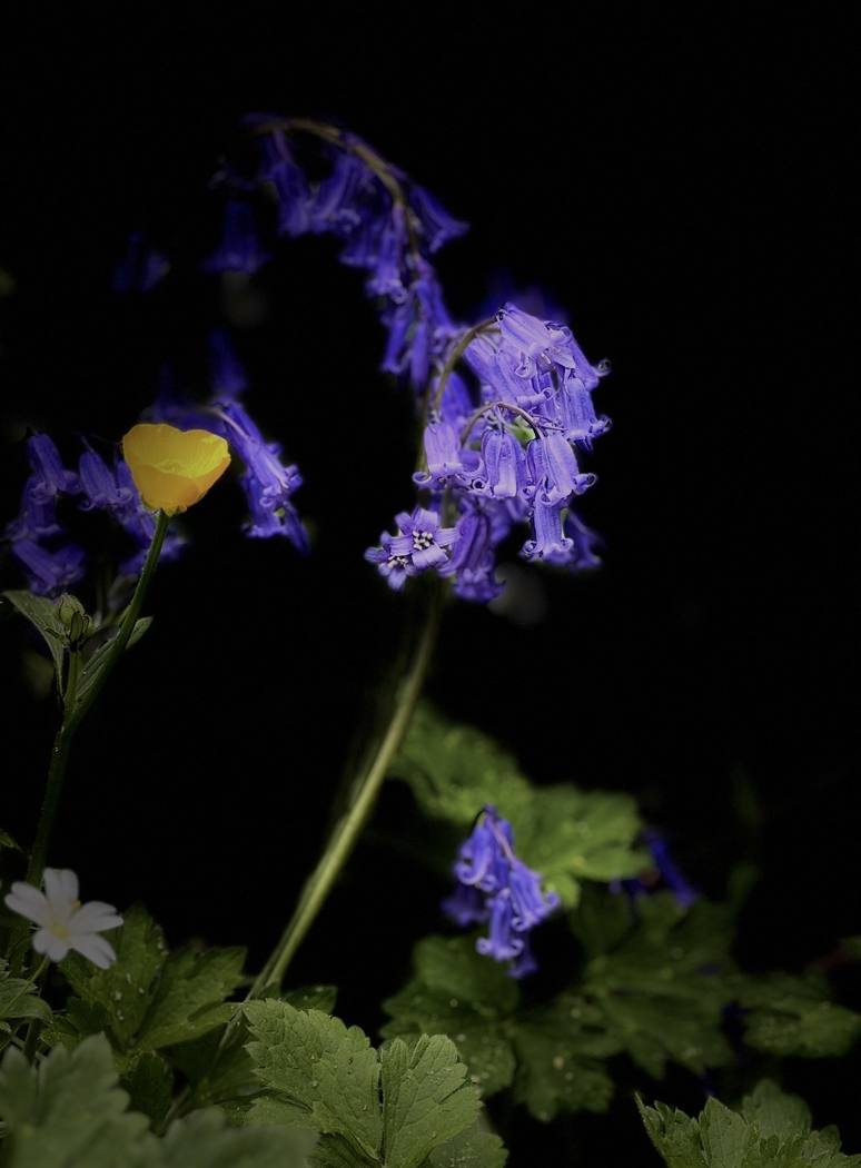 IMG_9289 bluebell