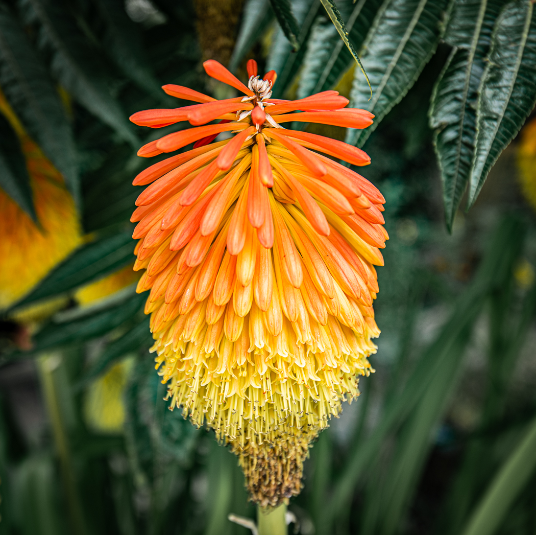 Orange and Yellow - RHS