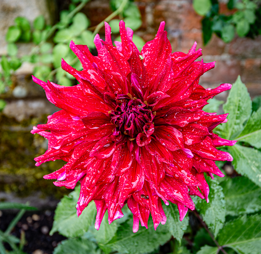 Red flower - Erddig