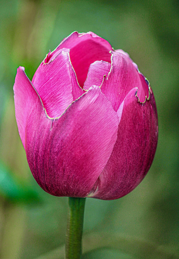 Tulip