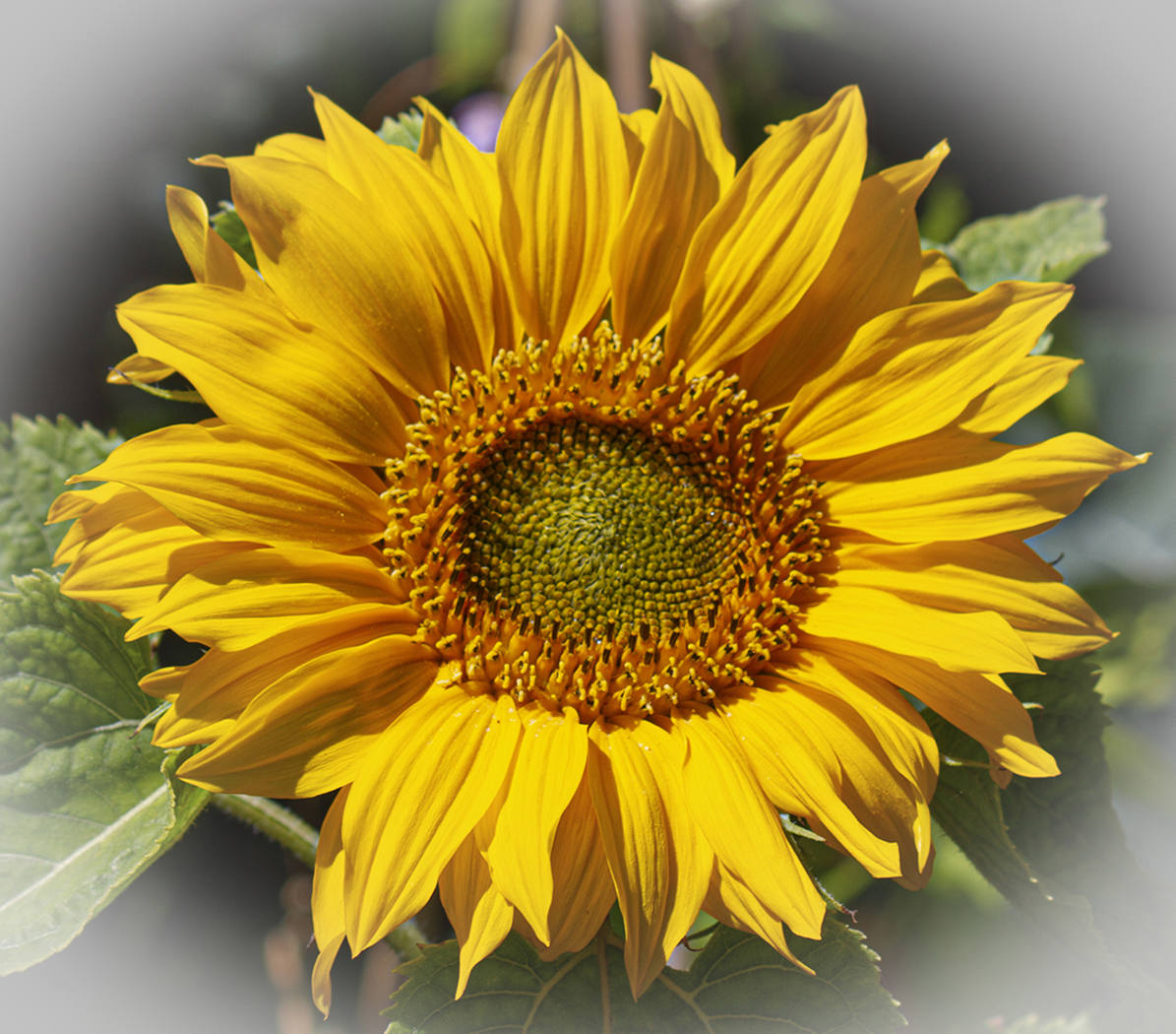 Sunflower