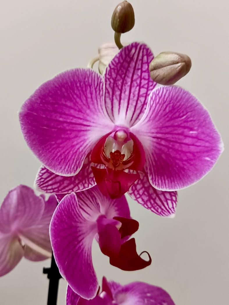 Cambridge Bee Orchid