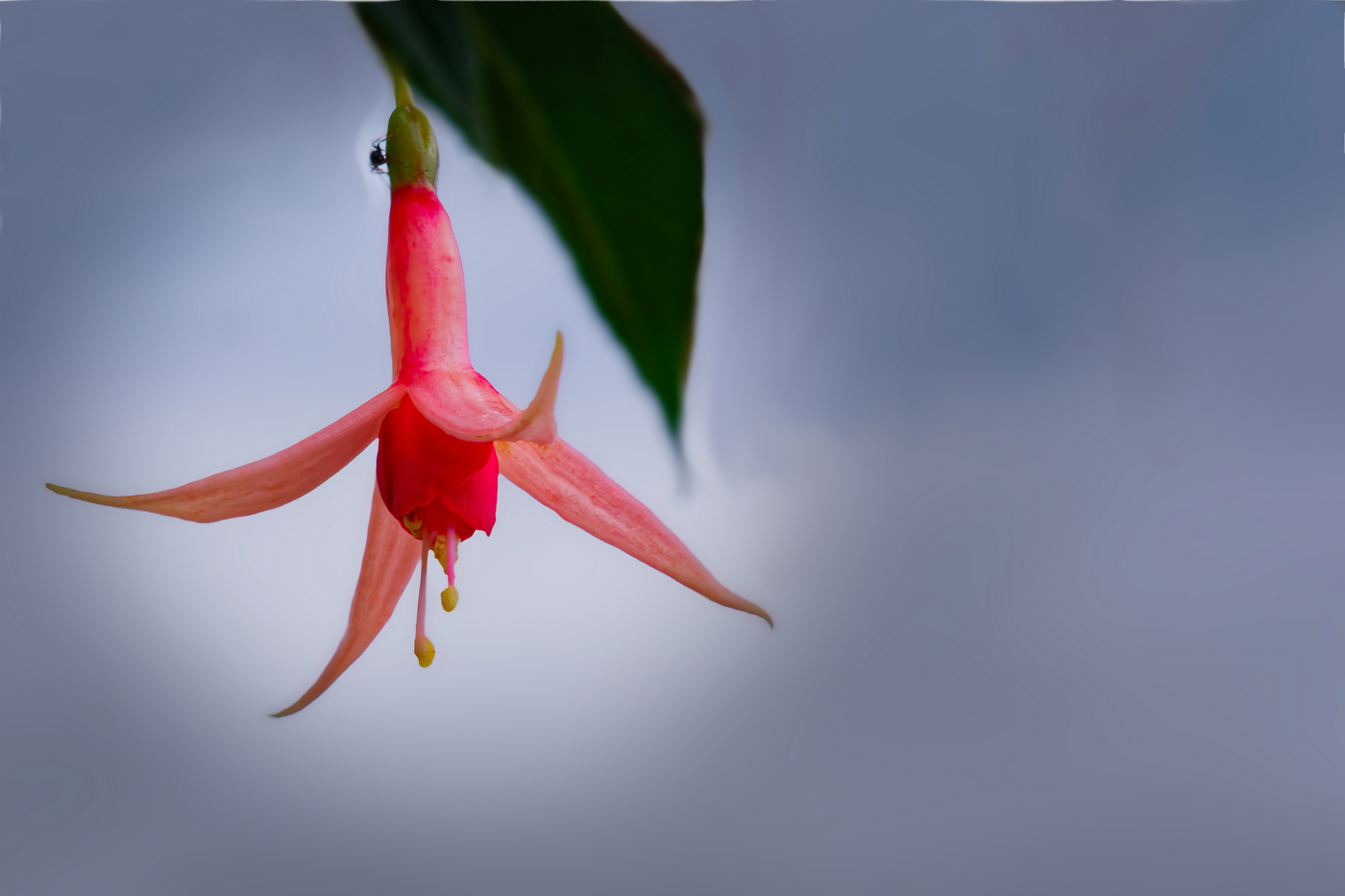 pink flower by Doug Valentine pink flower
