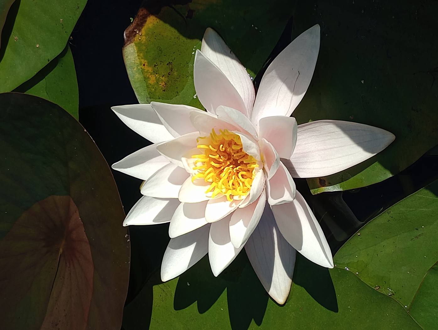 Lotus by Llion Parry Lotus