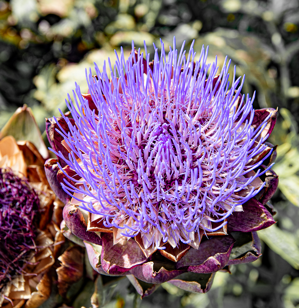 Artichoke - Speke Hall by Ian Woodward Artichoke - Speke Hall