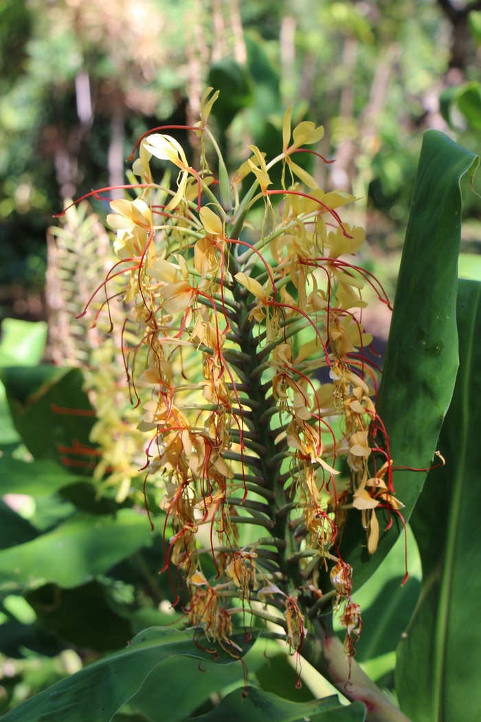 Kahili Ginger