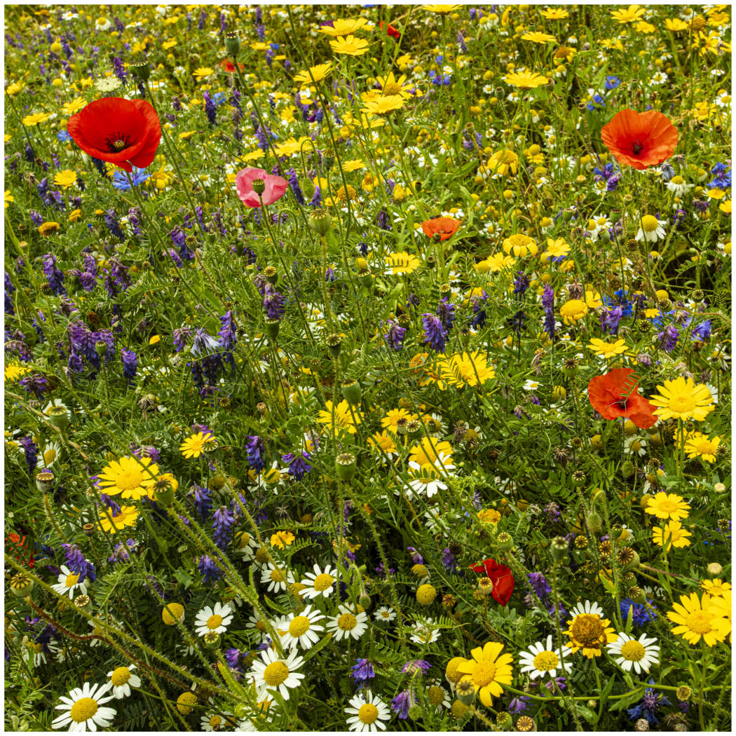 Wild Flower Meadow