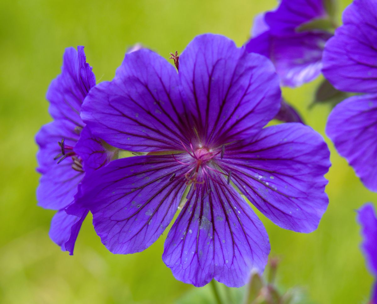 Geranium