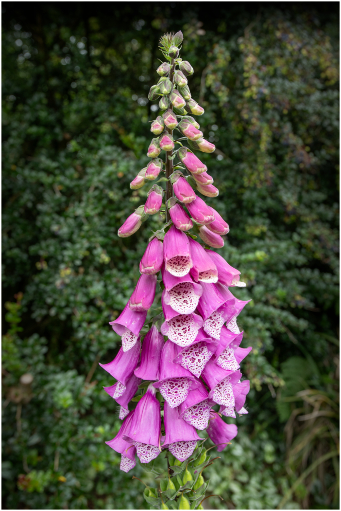 Fox Glove by Geraint Jones Fox Glove