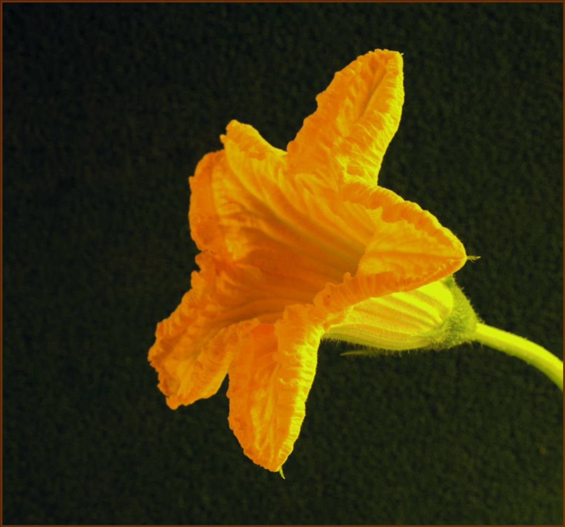 Male courgette flower by Diana Wynn Male courgette flower