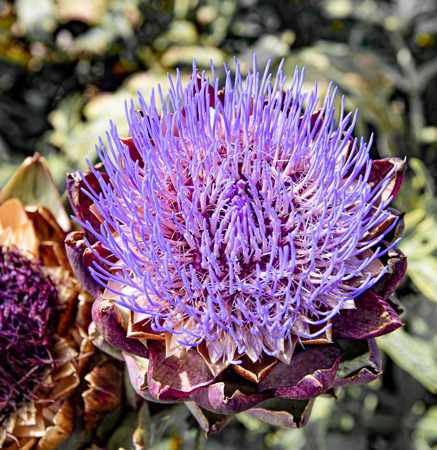 Ian Woodward DIPLOMA OF PROFESSIONAL PHOTOGRAPHY