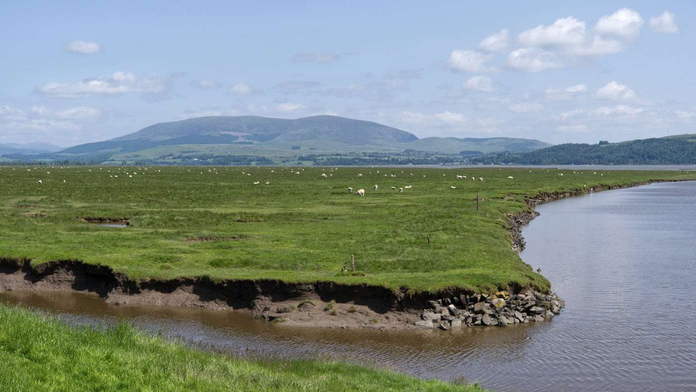 Saltmarsh beside Wigtown Bay