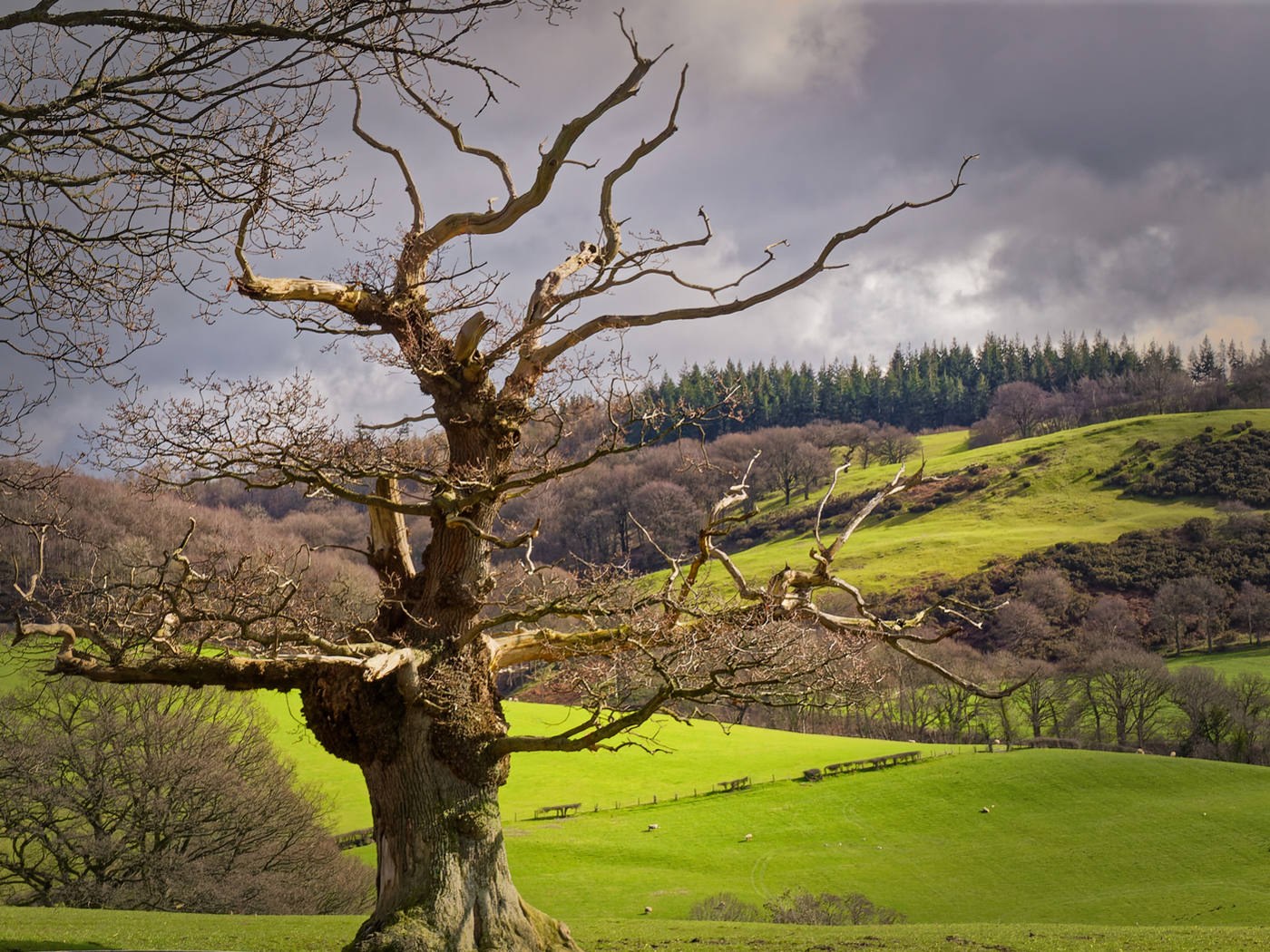 Newtown tree by Doug Valentine Newtown tree