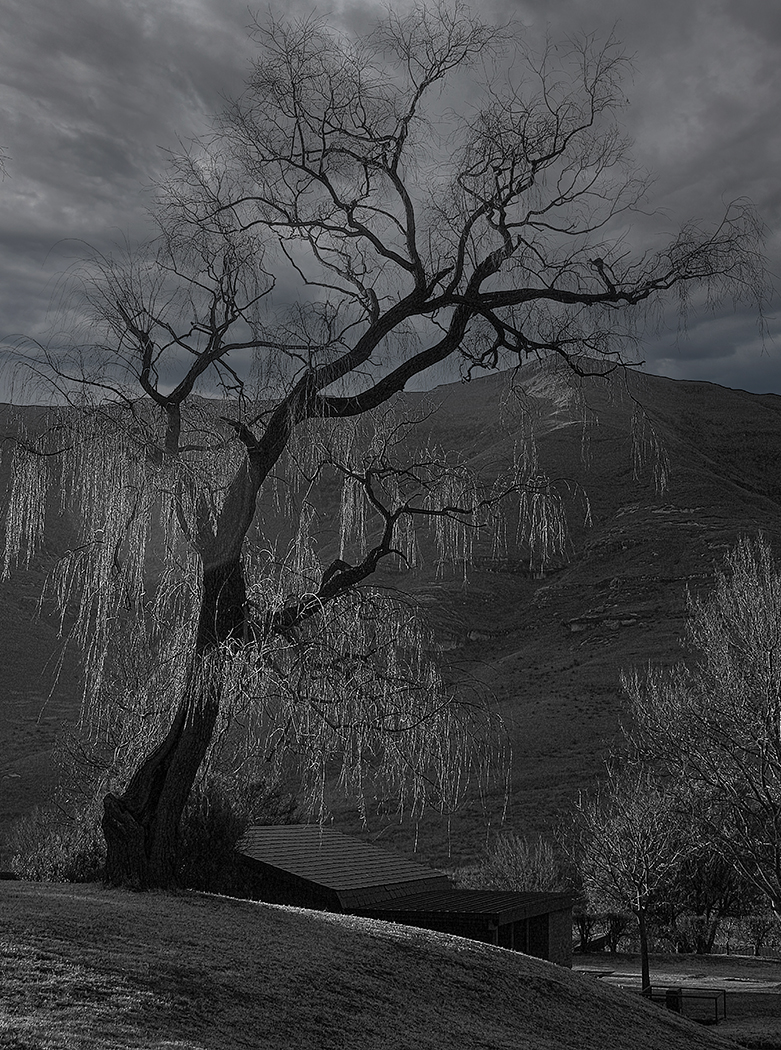 The Tree by Steve Brien The Tree