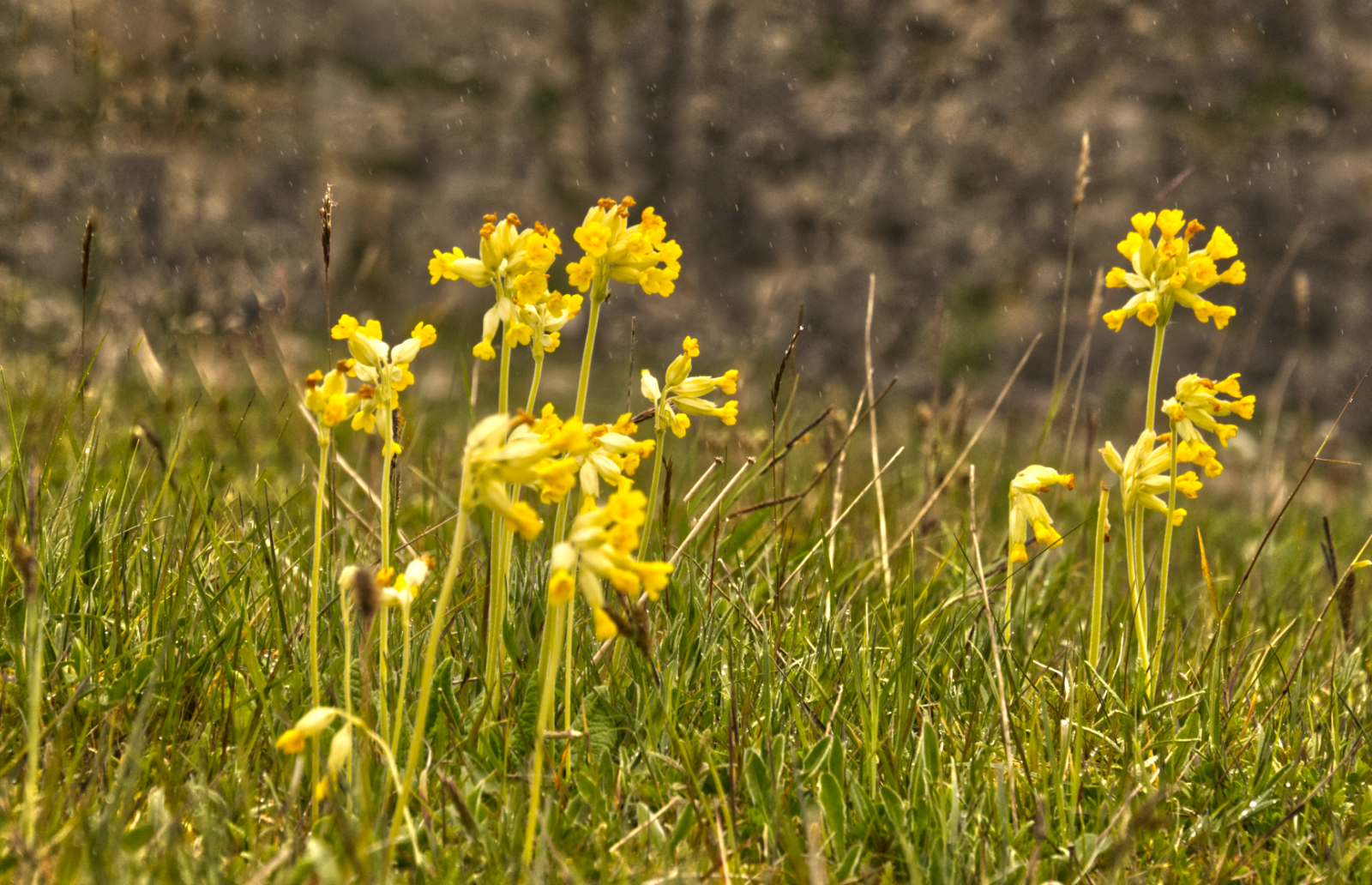 _DSC0029Cowslips by David Heard _DSC0029Cowslips