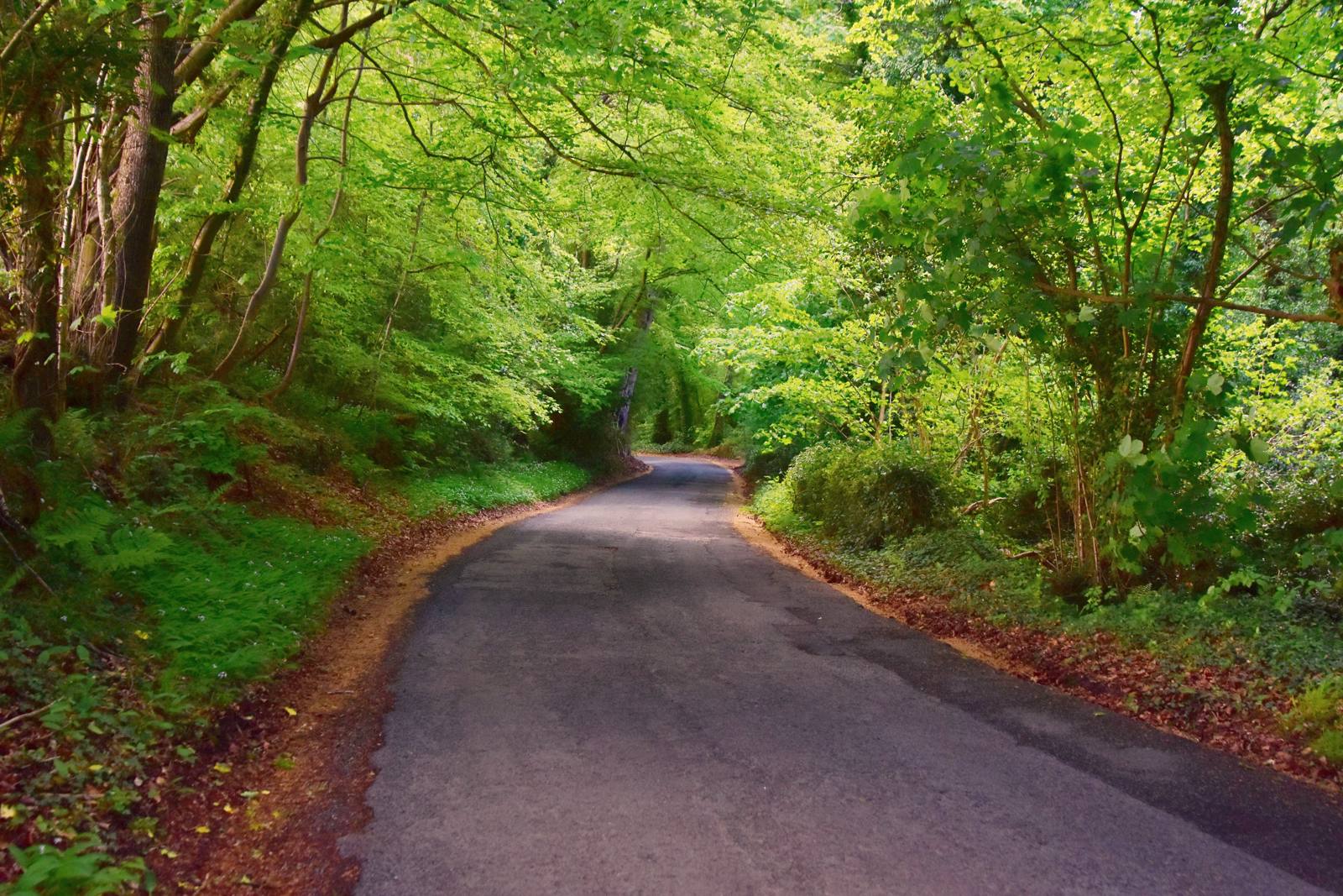 Looking down the quiet lane