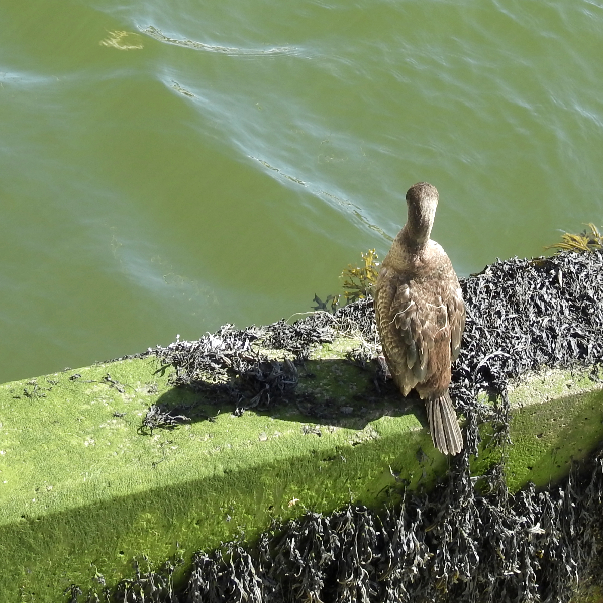 Young cormorant resting by Diana Wynn Young cormorant resting