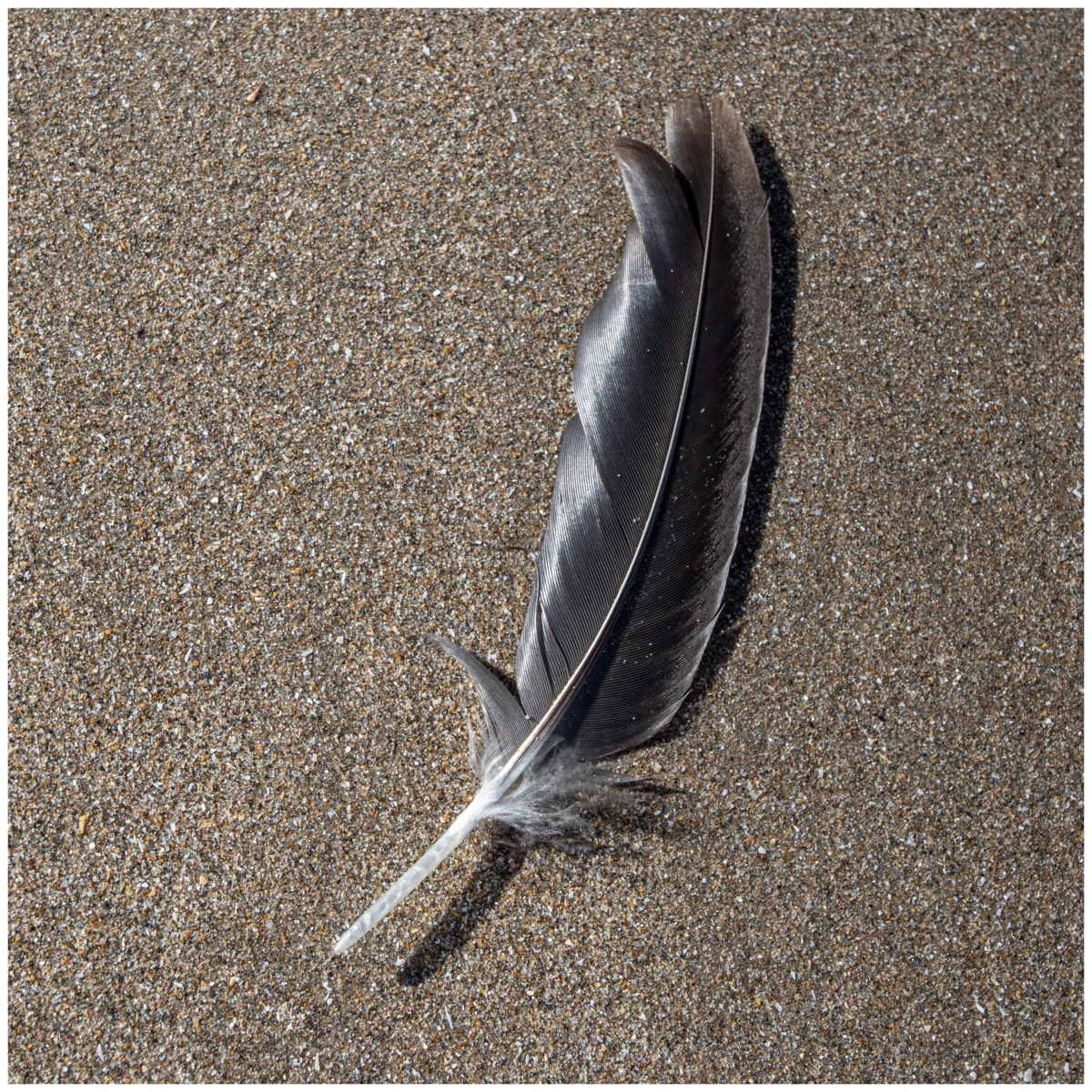 Feather