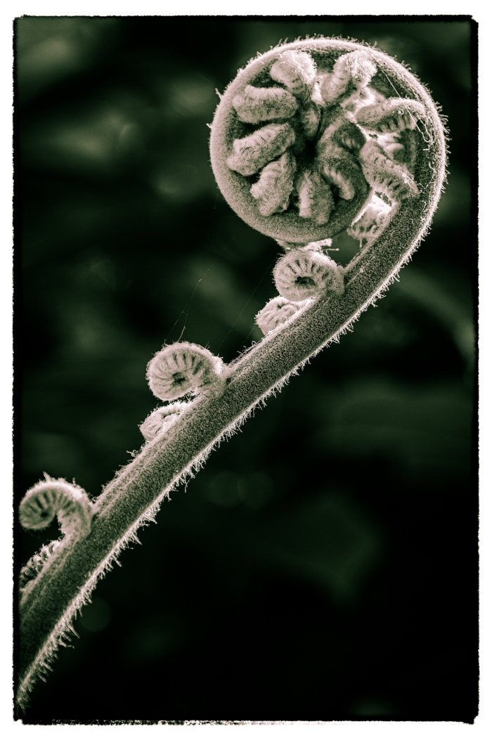 Fern frond