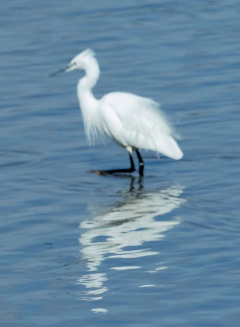 Little Egret