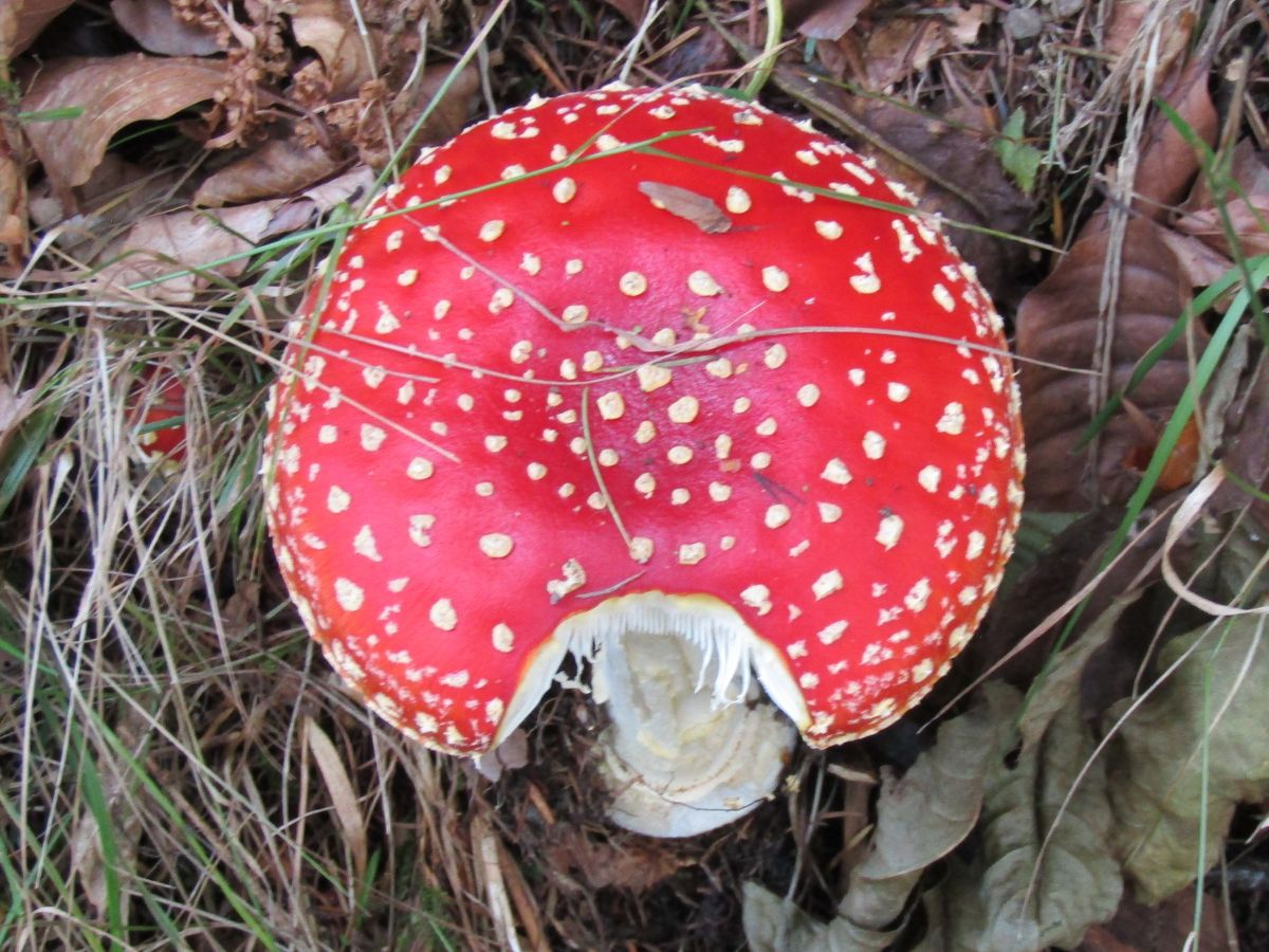 Fly Agaric mushroom