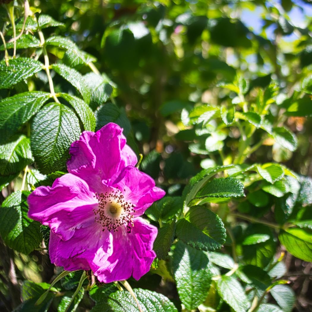 Wild Rose Scotland by Tim Woodcock Wild Rose Scotland