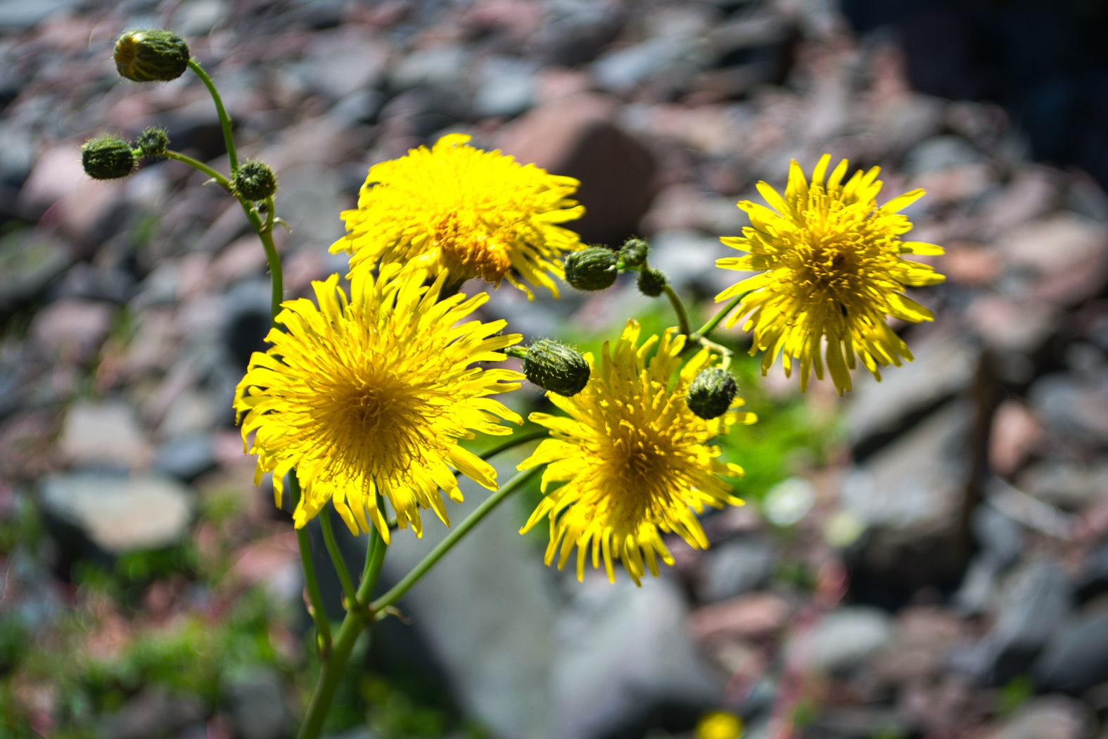 Hawkweed Oxtongue 2 by Tim Woodcock Hawkweed Oxtongue 2