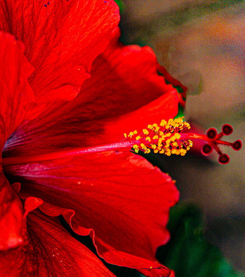 Red Hibiscus
