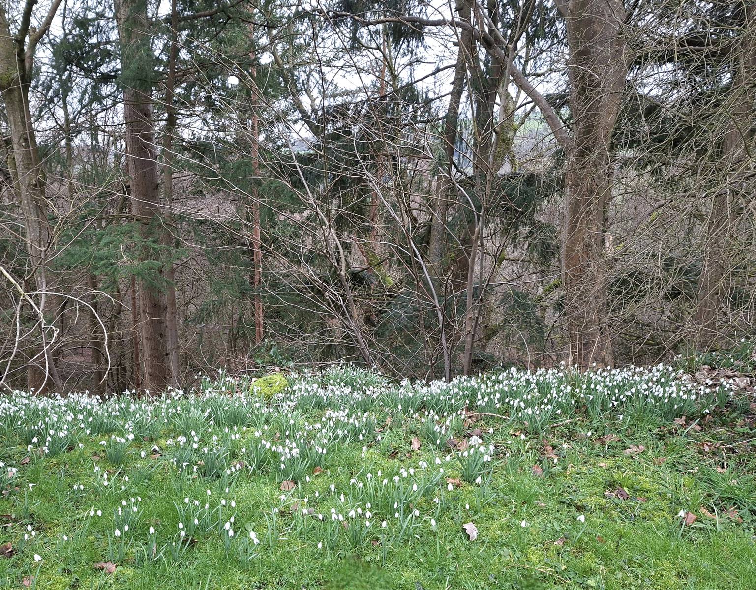 Chirk snowdrops