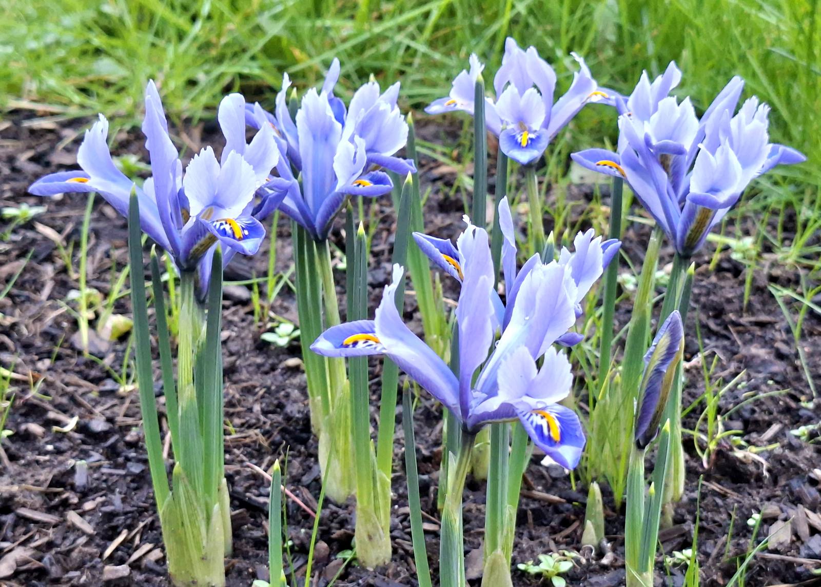 Dwarf Iris