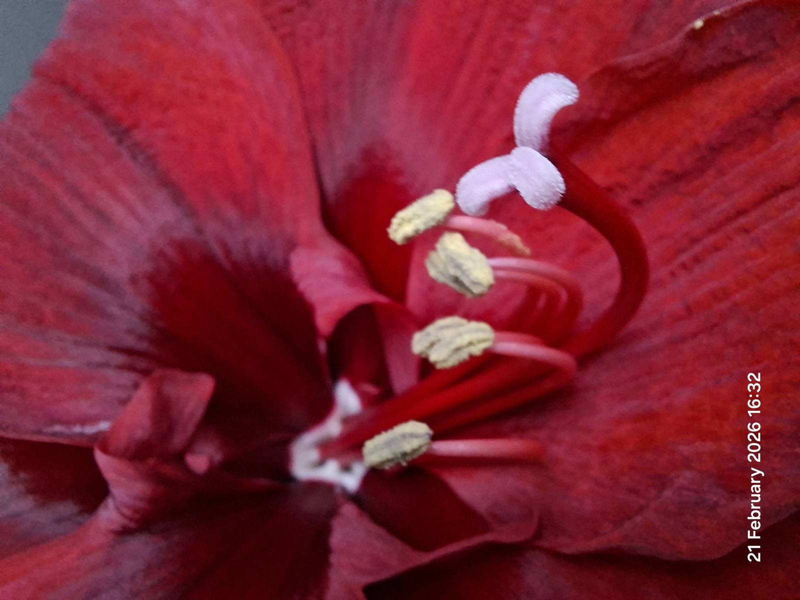 Amaryllis 