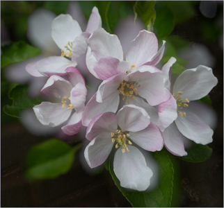 Kathleen Bird LRPS CPAGB