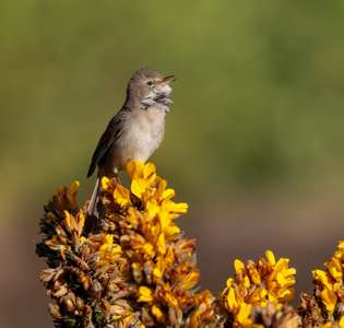 Suzy Courtnage LRPS CPAGB