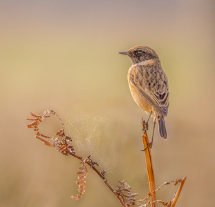 Robert Ayto LRPS CPAGB 