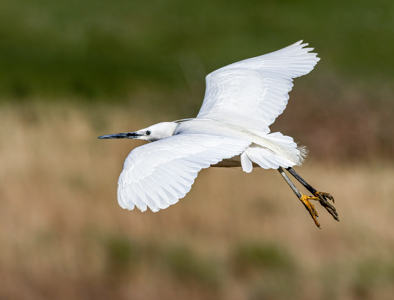 Robert Ayto LRPS CPAGB 