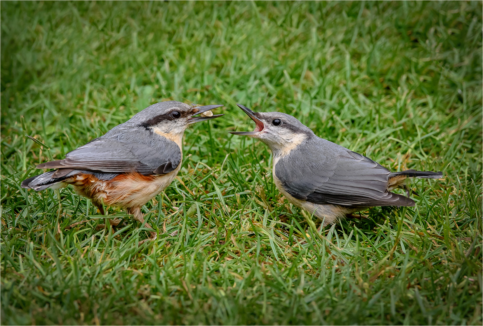 C10 - Nuthatch feeding juvenile by Rich Coombes C10 - Nuthatch feeding juvenile