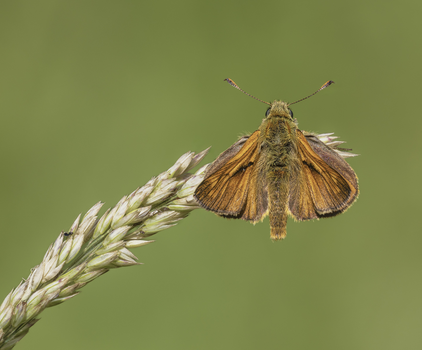 C7 - Resting Small Skipper by Rich Coombes C7 - Resting Small Skipper