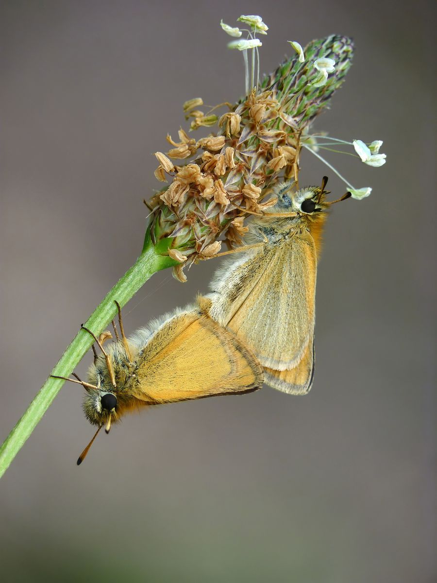 C6 - Mating Essex Skippers by Rich Coombes C6 - Mating Essex Skippers