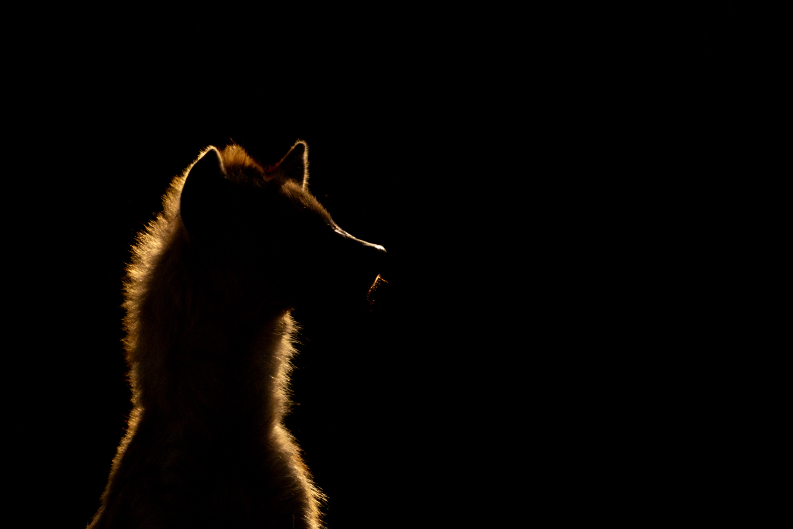 C2 - Hyena enjoying the sunrise by Rich Coombes C2 - Hyena enjoying the sunrise