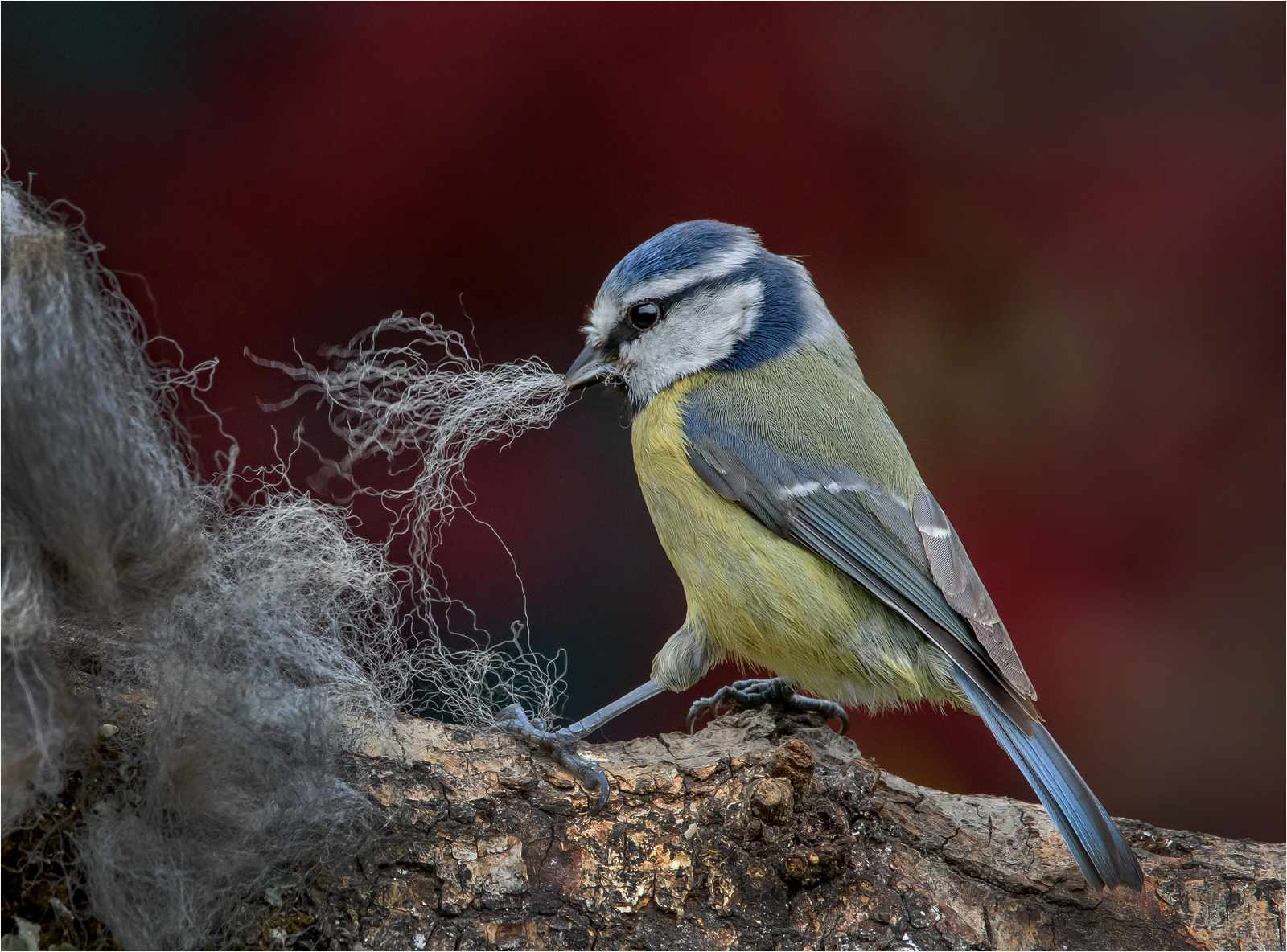 C1 - Blue tit collecting nesting material by Rich Coombes C1 - Blue tit collecting nesting material