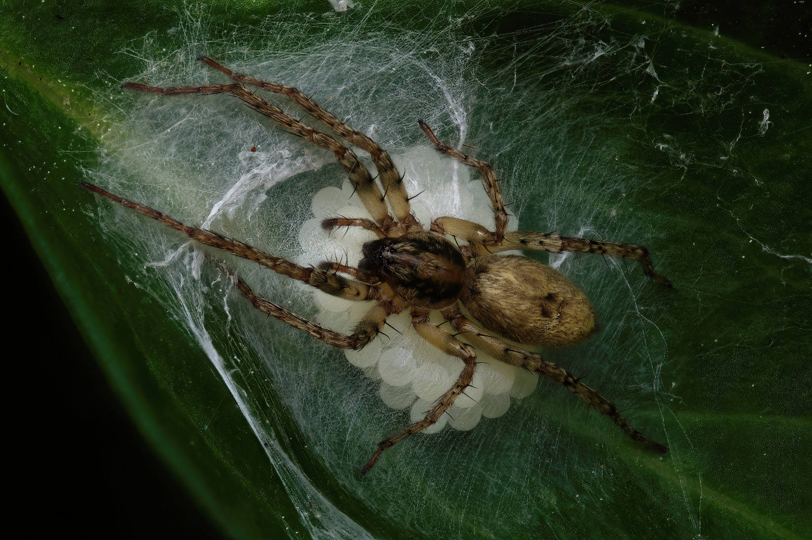 C4 - Anyphaenidae, sac spider by Rich Coombes C4 - Anyphaenidae, sac spider