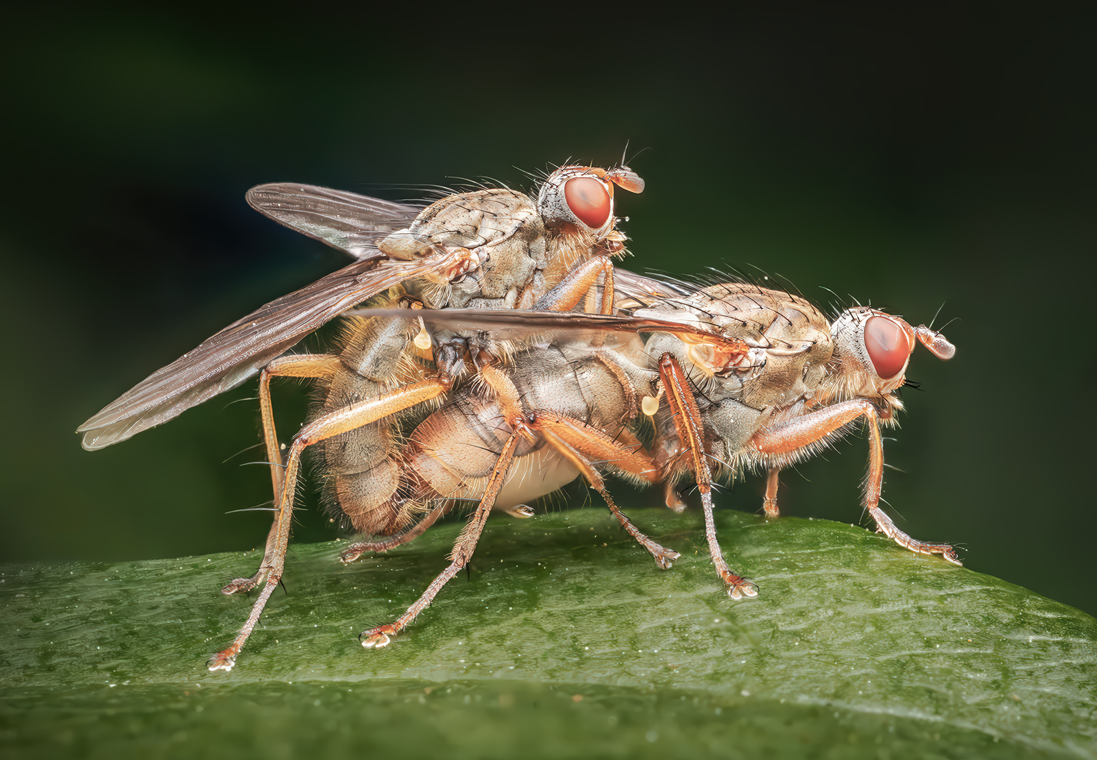 C3 - Mating Garden Flies by Rich Coombes C3 - Mating Garden Flies