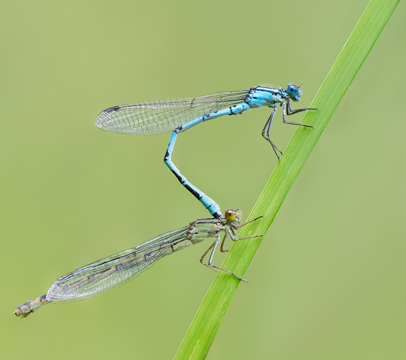 C5 - Mating Common Blue Damselflies by Rich Coombes C5 - Mating Common Blue Damselflies