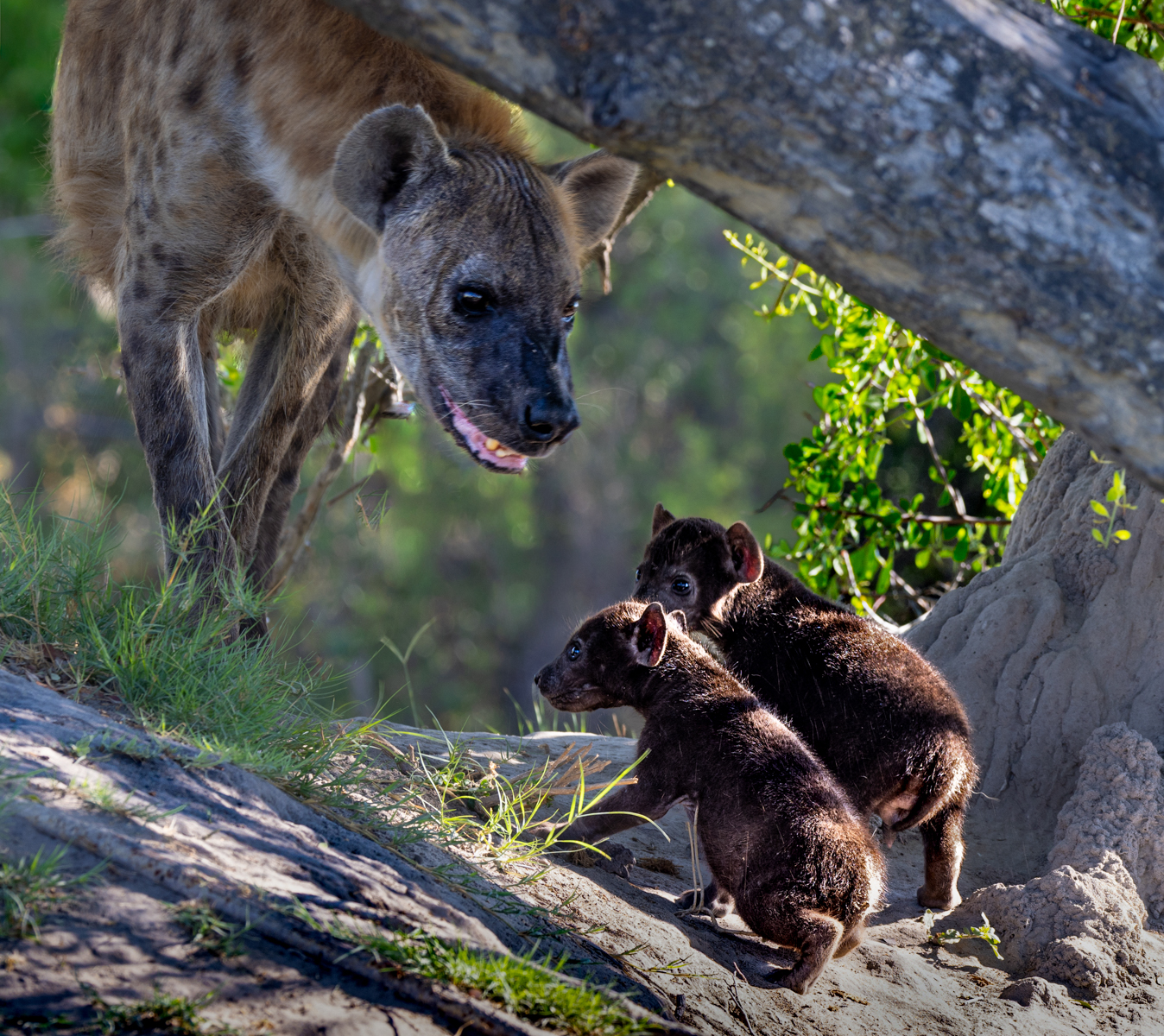 C8 - Hyhena mum and pups by Rich Coombes C8 - Hyhena mum and pups