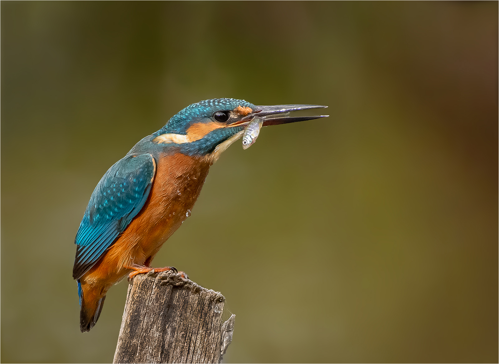 C9 - Kingfisher with catch by Rich Coombes C9 - Kingfisher with catch