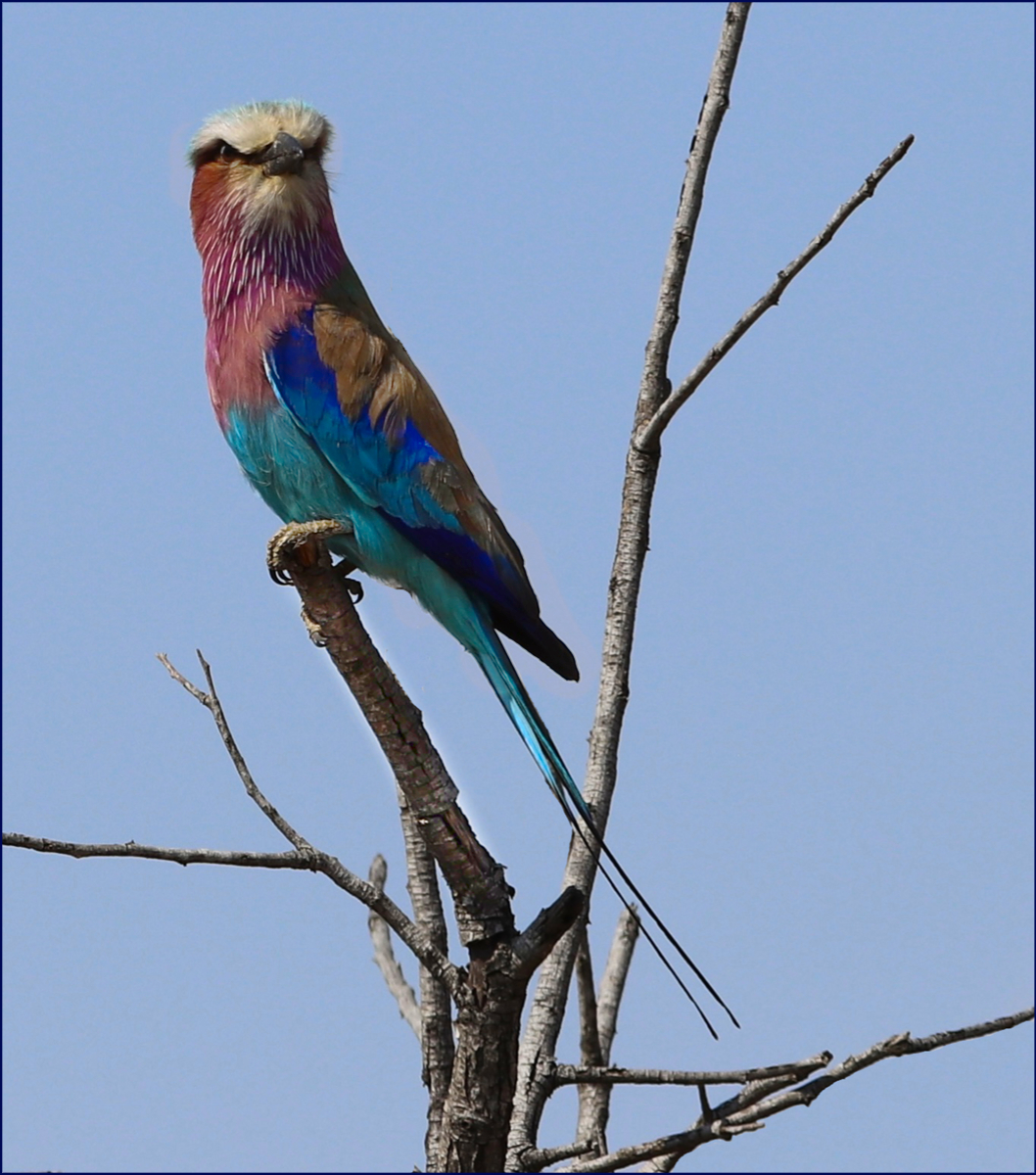 B5 - Lilac Breasted Roller by Rich Coombes B5 - Lilac Breasted Roller