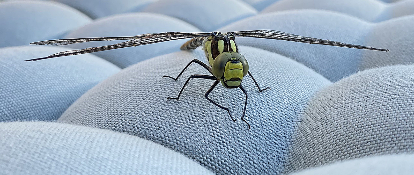 B3 - Southern Hawker Dragonfly