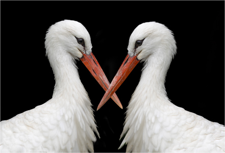 Suzy Courtnage LRPS CPAGB